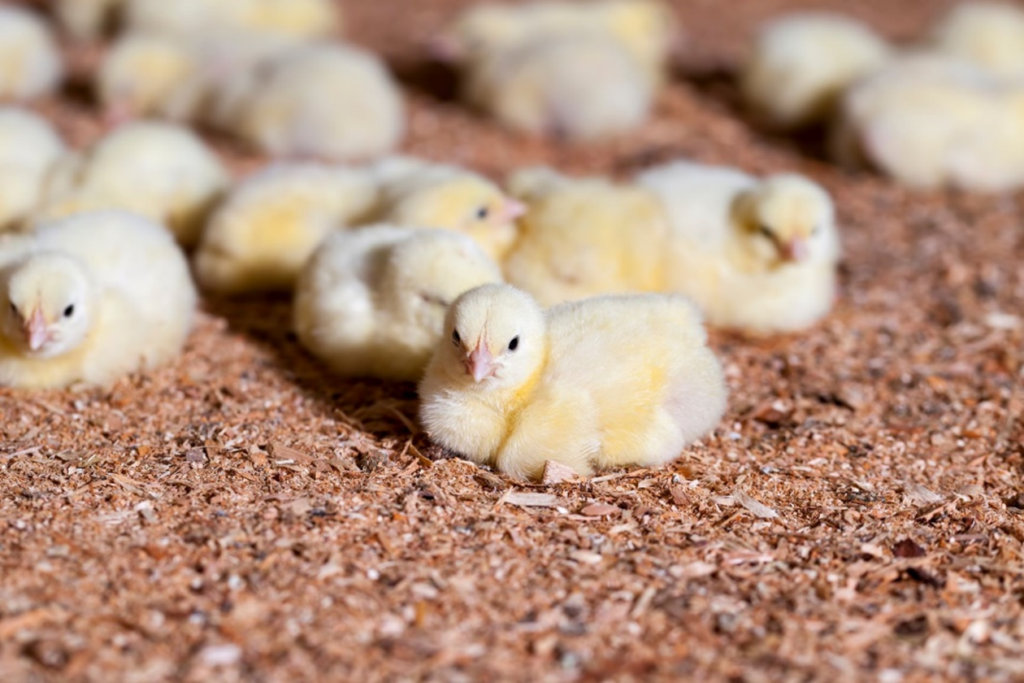 Australian Poultry Science Symposium 2024