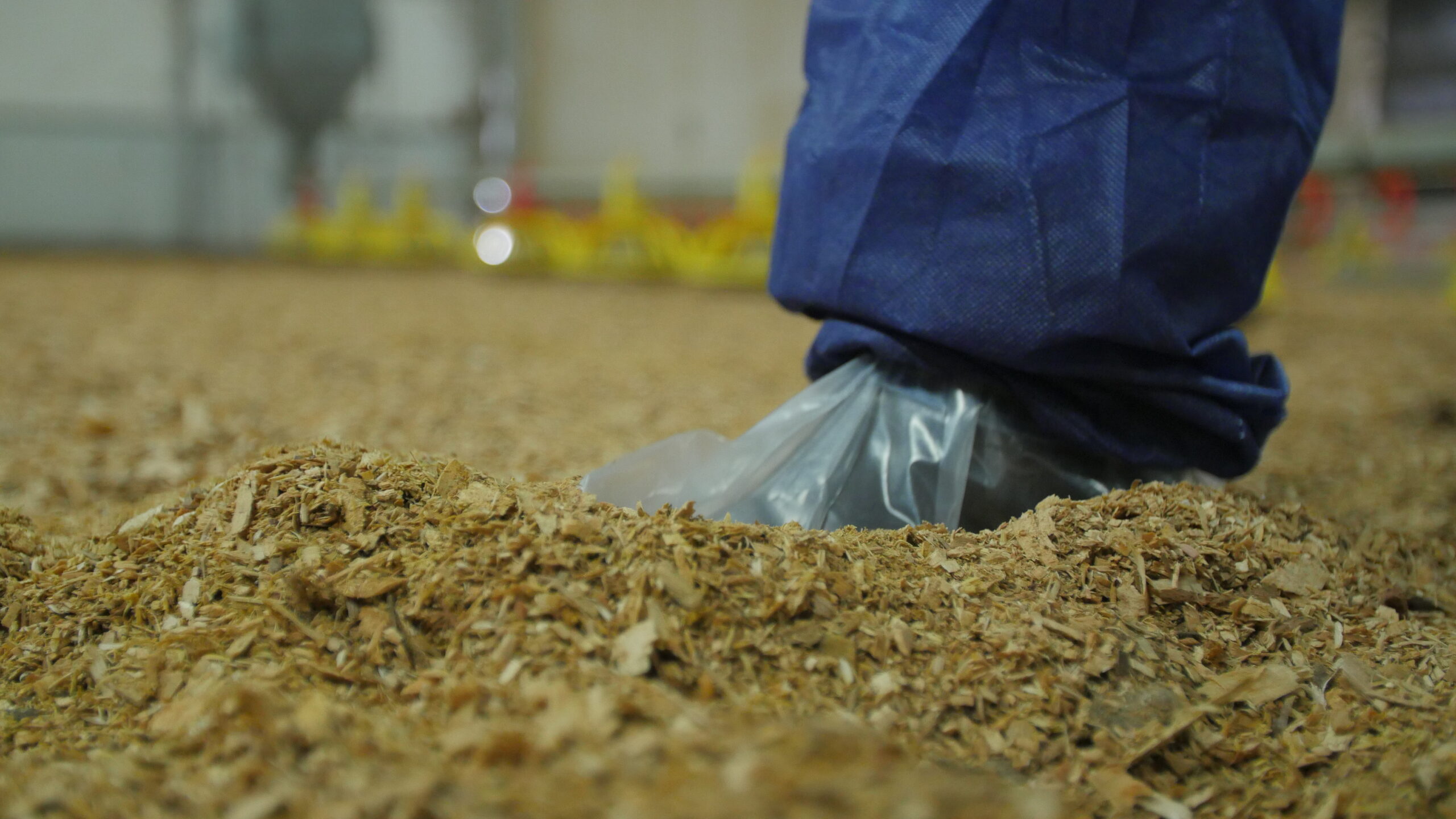 Chicken litter supply and disposal options Chicken Meat Trade