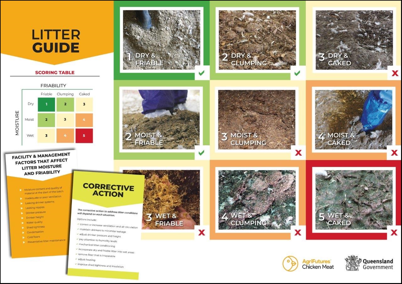 Chicken litter guide and shed poster Chicken Meat Trade